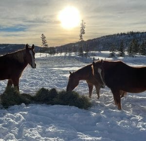 Horses eating at Vista Verde