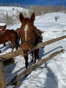 Topper the horse